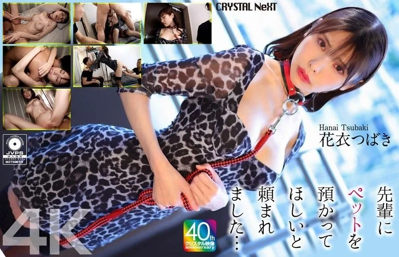 [4K] My senior asked me to take care of his pet... Hanagoromo Tsubaki CRNX-254